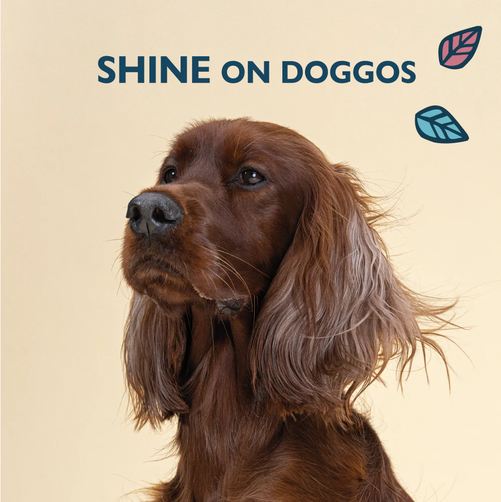 Skin & Coat Supplements for Dogs (60 tablets) - Image 4